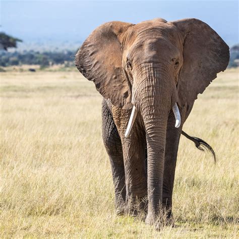 African Elephant Parimatch